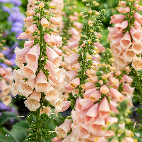 Foxglove 'Dalmatian Peach' F1