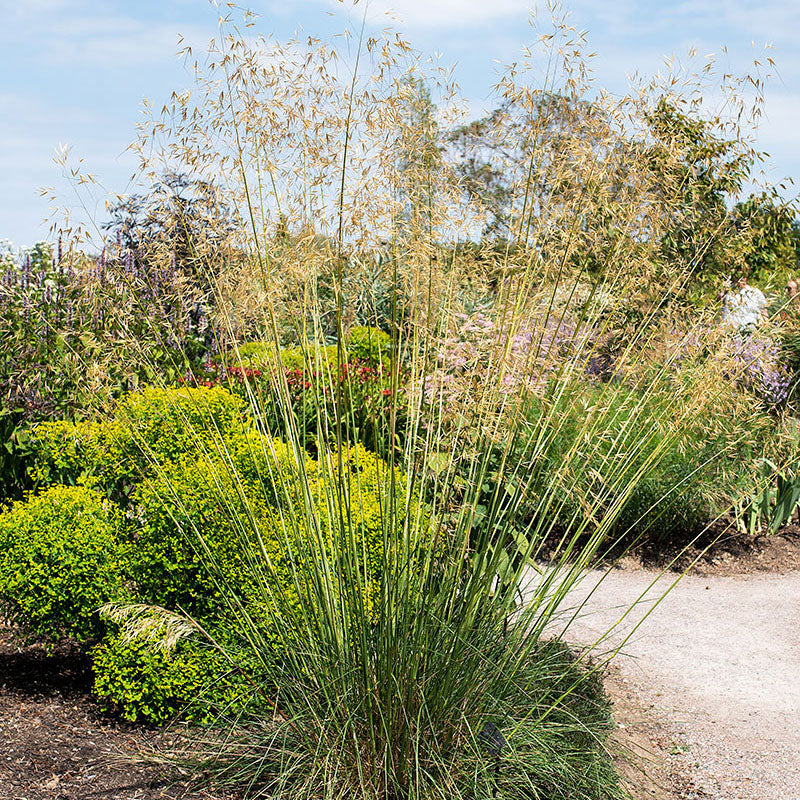 Grass - Giant Feather