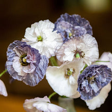 Poppy - Shirley 'Amazing Grey'
