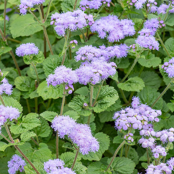 Ageratum 'Blue Mink'