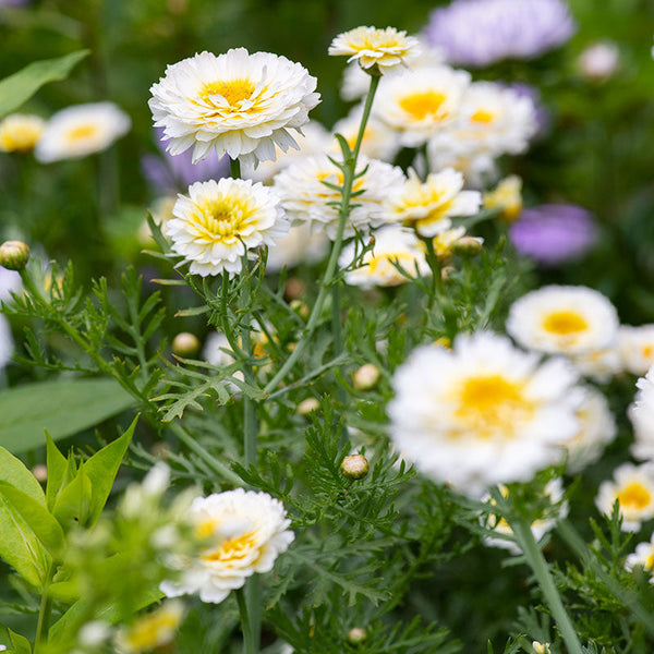 Garland Chrysanthemum 'Primrose Gem' Organic