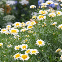 
    



Garland Chrysanthemum 'Primrose Gem' Organic
