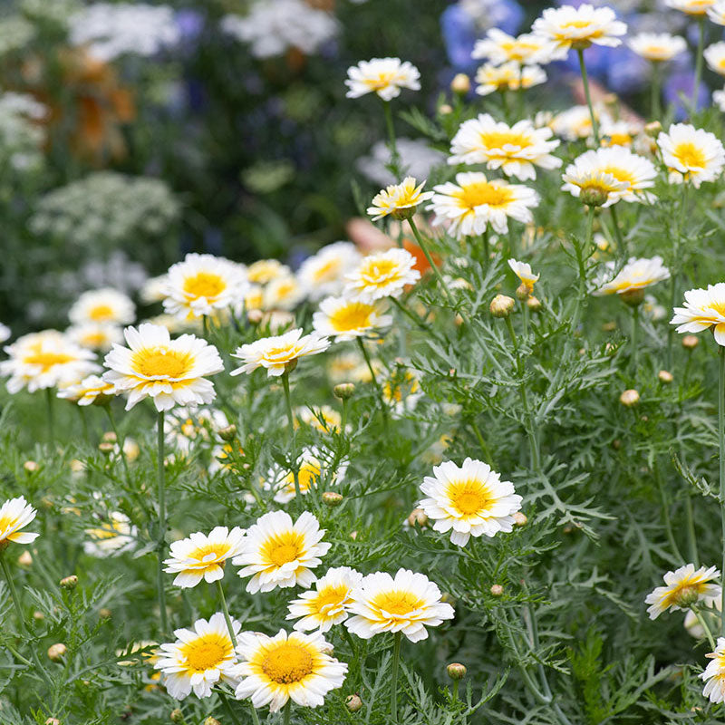 Garland Chrysanthemum 'Primrose Gem' Organic