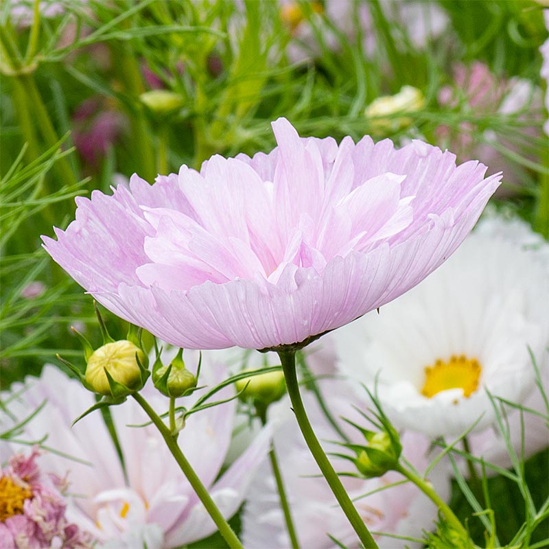 Cosmos 'Cupcakes Blush'