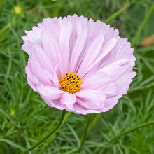 Cosmos 'Cupcakes Blush'