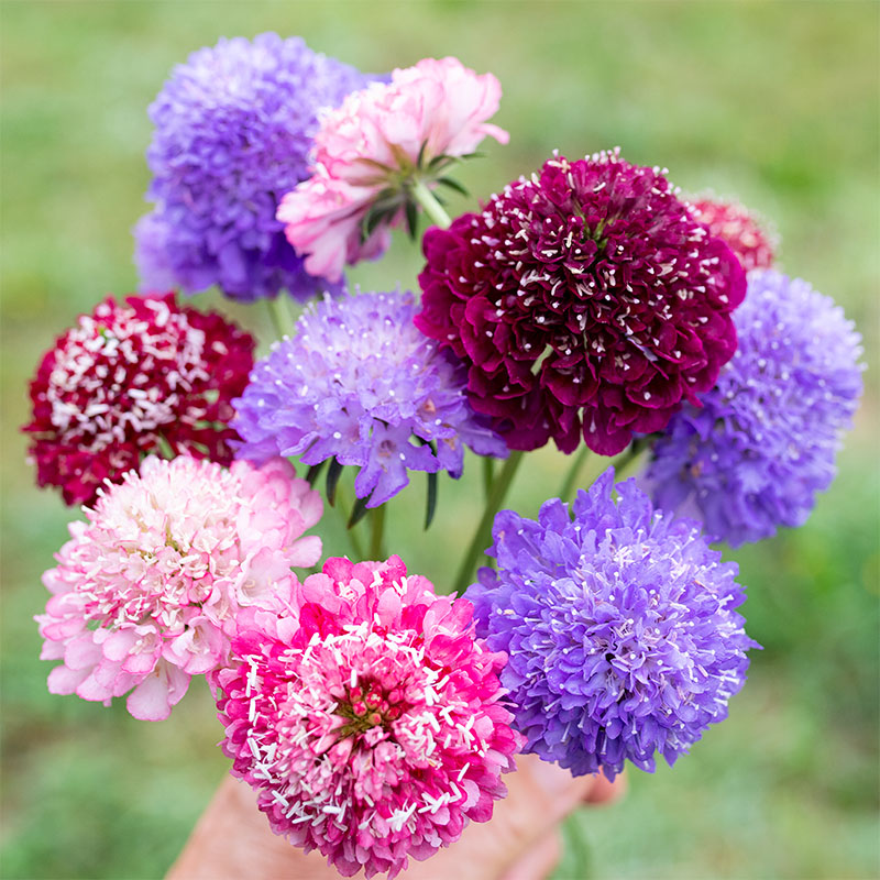 Sweet Scabious 'QIS® Mix'