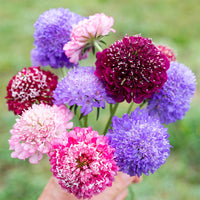 
    



Sweet Scabious 'QIS® Mix'
