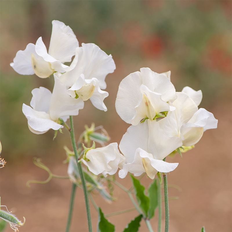 Sweet Pea 'Jilly'