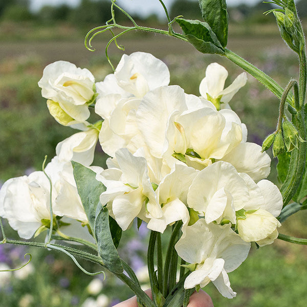 Sweet Pea 'Jilly'