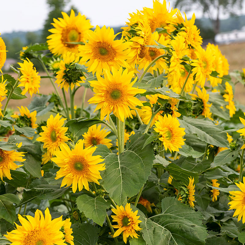 Sunflower 'Starburst™ Greenburst' F1