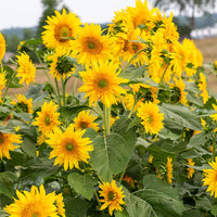 
    



Sunflower 'Starburst™ Greenburst' F1
