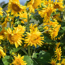 Sunflower 'Starburst™ Greenburst' F1