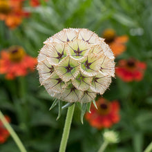 Scabiosa 'Drumsticks'