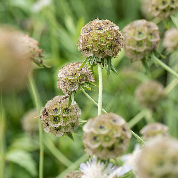 drumstick flower seeds Scabiosa stellata 'Drumsticks' seeds