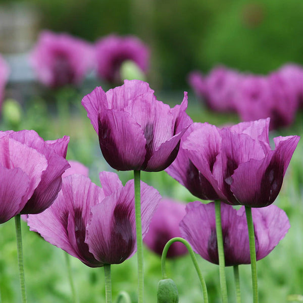 Pai pai :: Abanicos The-poppy-flower