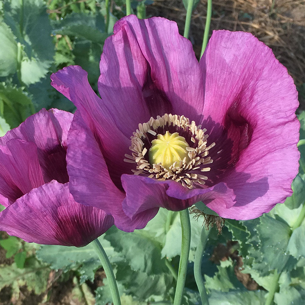 poppy plant seed Poppy 'Hungarian Blue'