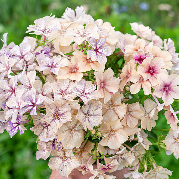 Phlox 'Crème Brûlée' seeds