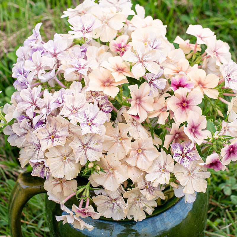 phlox plant seeds Phlox 'Crème Brûlée'