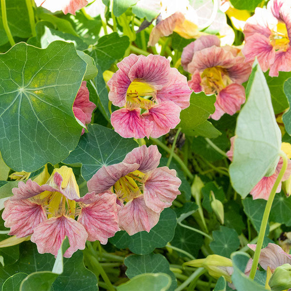 yellow rose seeds Nasturtium 'Ladybird Rose' seeds