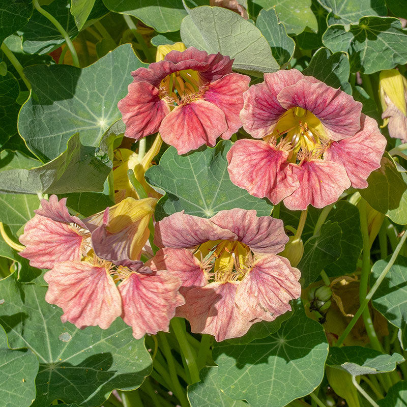 Nasturtium 'Ladybird Rose' seeds