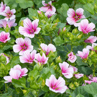 
    



Malope 'Rose'
