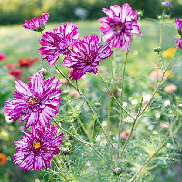 Cosmos 'Double Click Bicolor Violet'