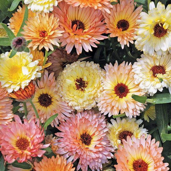 Calendula 'Cantaloupe Mix'