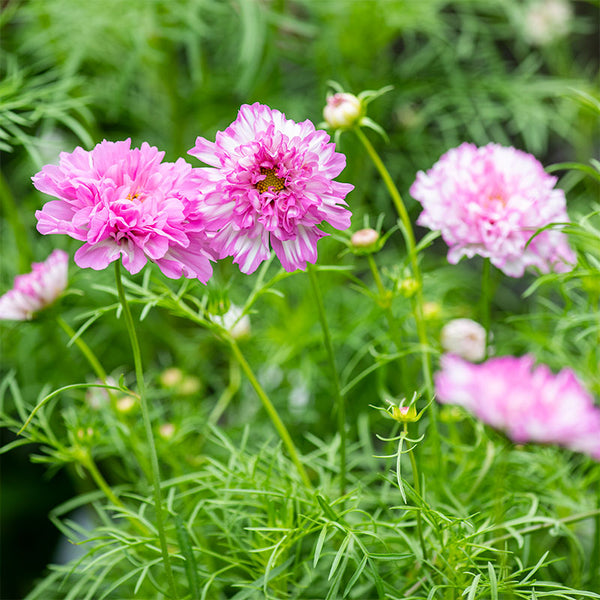 cosmos flower plant Cosmos 'Double Click Bicolor Pink'