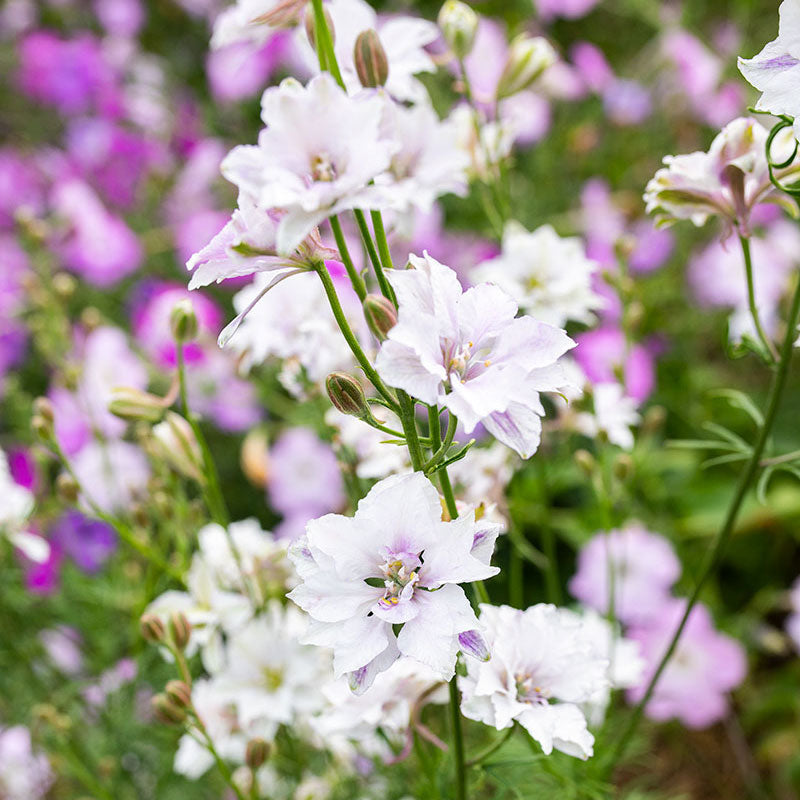 Larkspur 'Fancy Smokey Eyes'