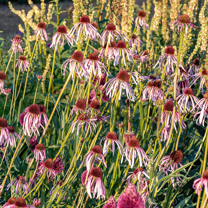 planting echinacea seeds indoors Pale Purple Coneflower seeds