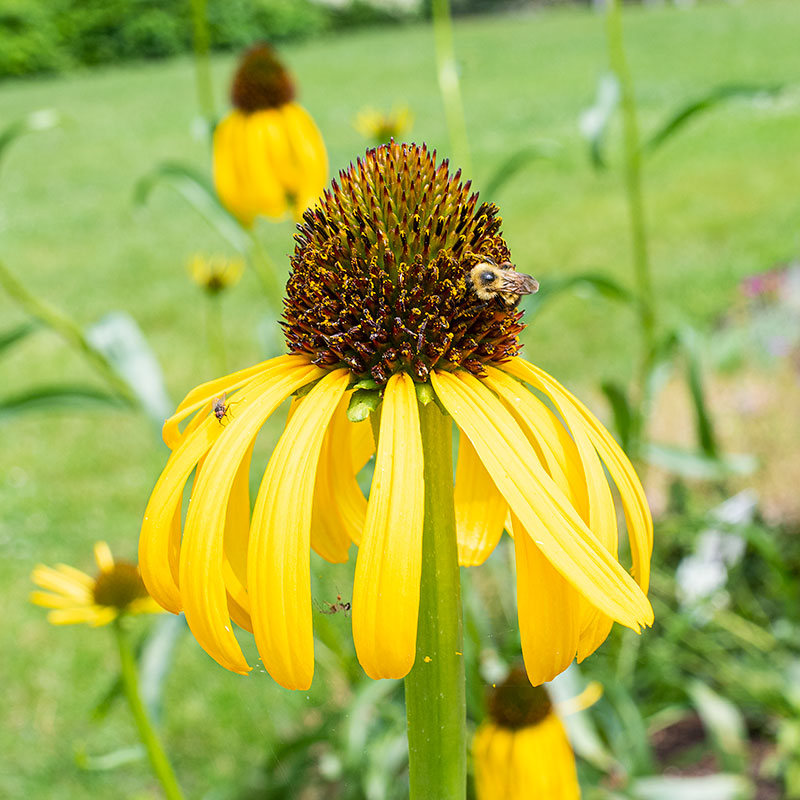 echinacea paradoxa seeds Echinacea paradoxa
