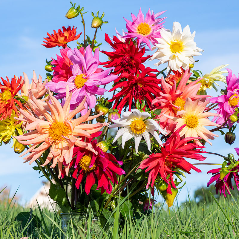 dahlia seeds near me Dahlia 'Cactus Flowered Mix'