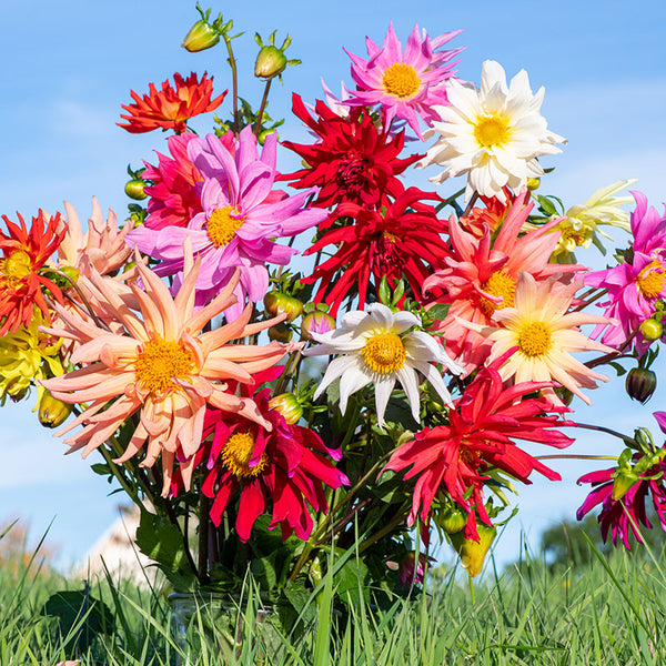 Dahlia 'Cactus Flowered Mix' seeds