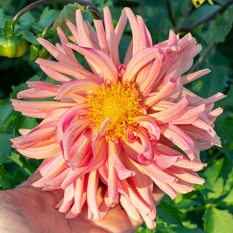 Dahlia 'Cactus Flowered Mix'