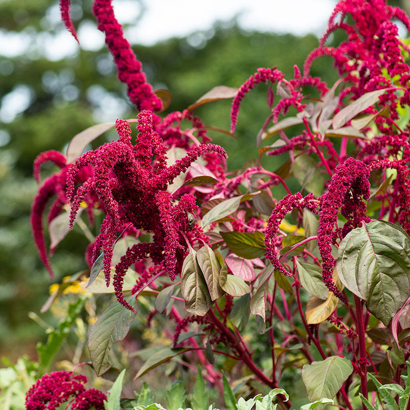 
  



Amaranth 'Opopeo' Organic
