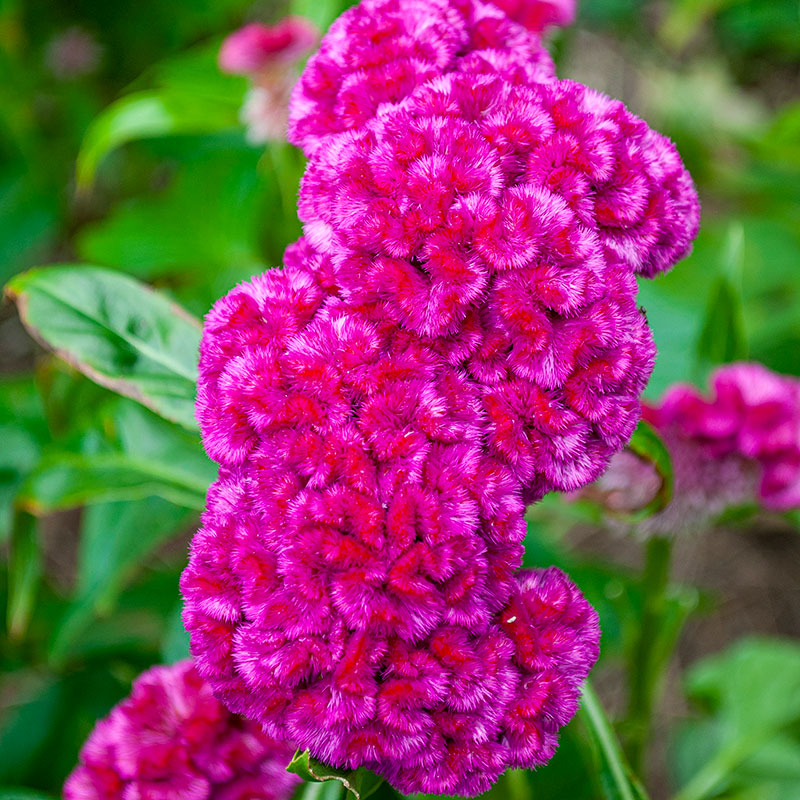 Celosia 'Cramer's Rose'