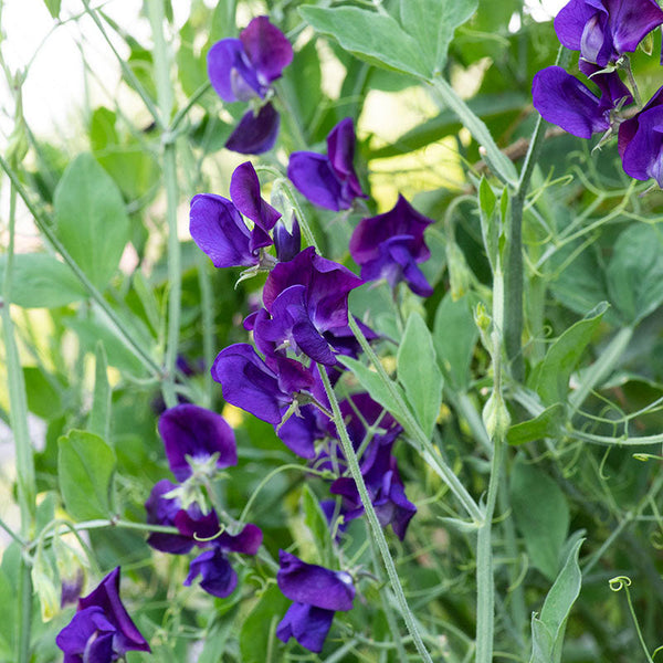 we are the seeds of the tenacious plant Sweet Pea 'Lord Nelson'