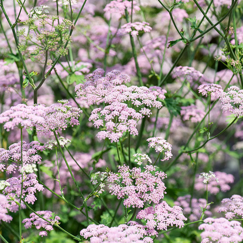 Pimpinella major 'Rosea'