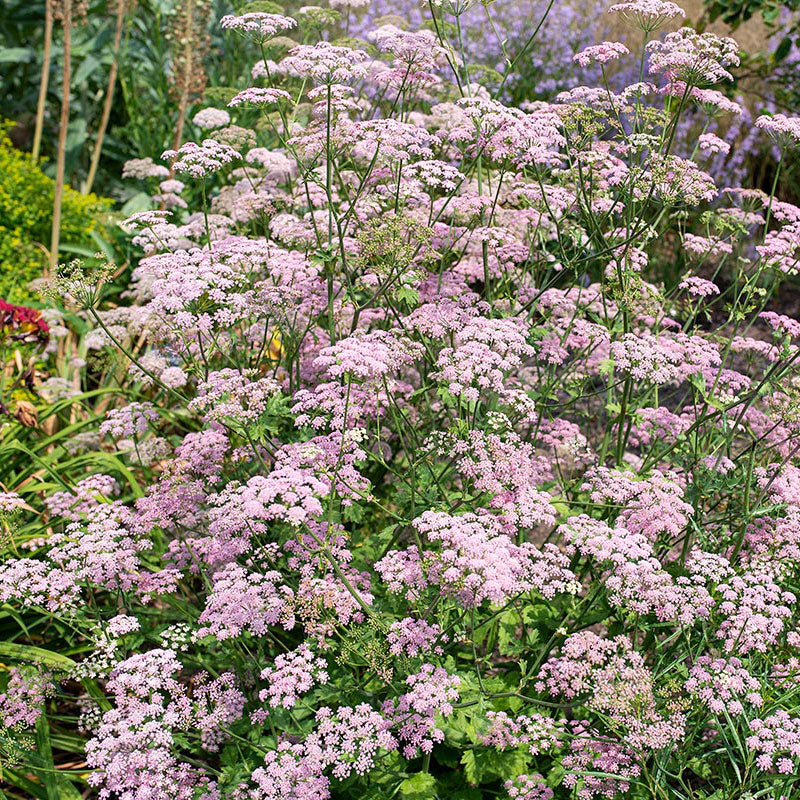 Pimpinella major 'Rosea'