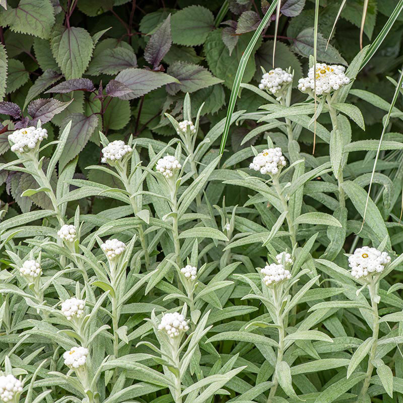 Dried Pearly Everlasting Flower Bunch