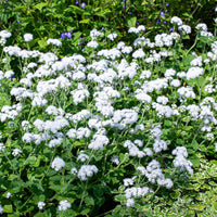 
    



Ageratum 'White Bouquet'
