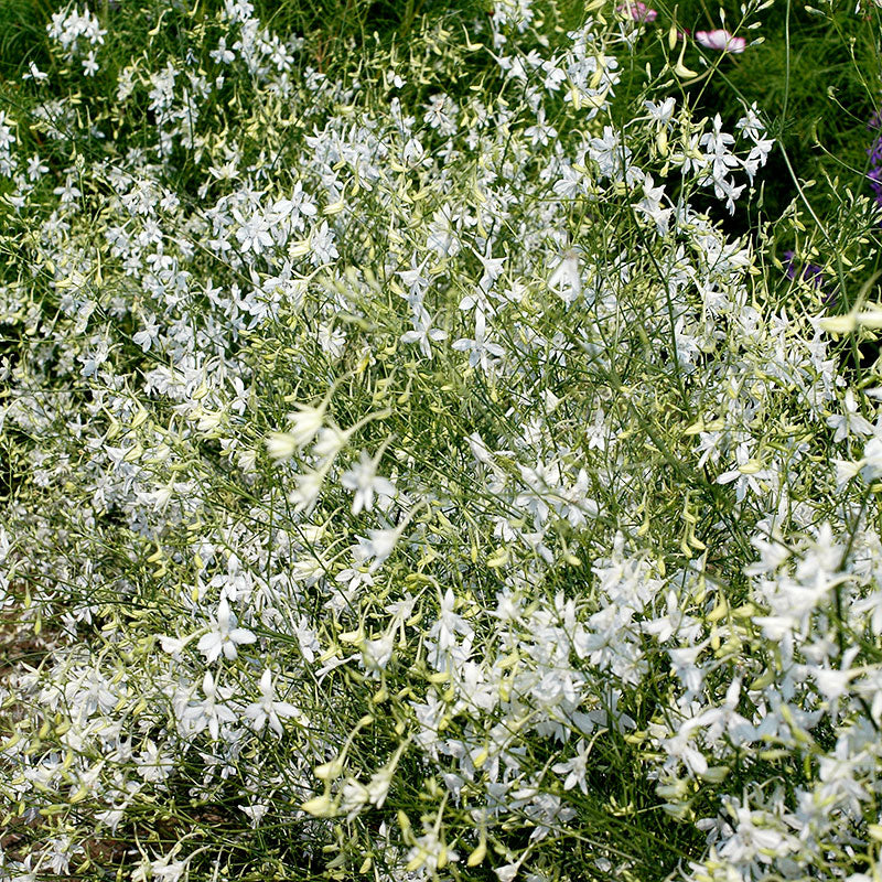 Larkspur 'White Cloud'