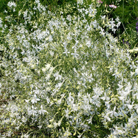 
    



Larkspur 'White Cloud'
