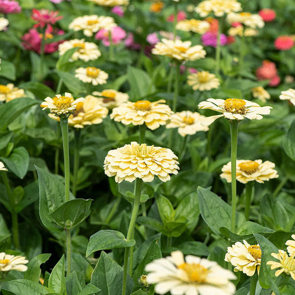 Zinnia 'Isabellina'