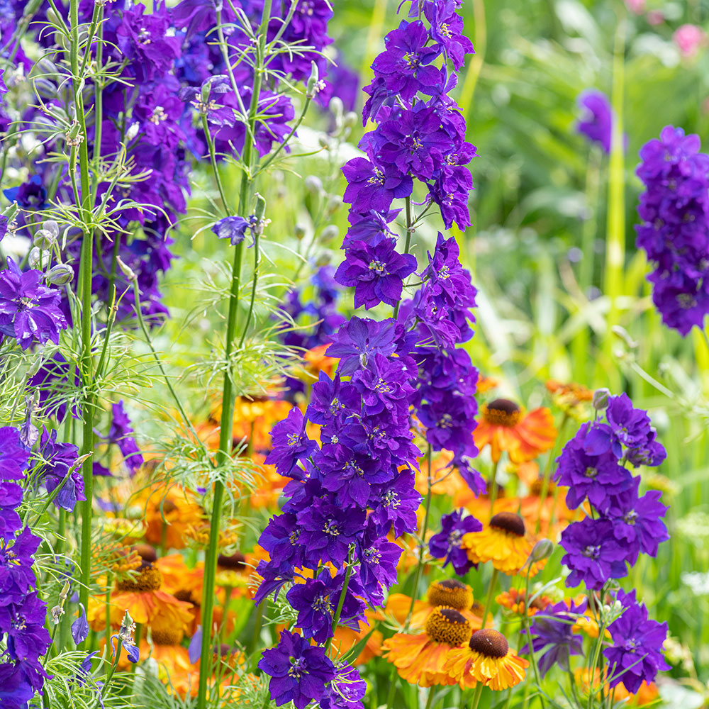 Larkspur 'Fancy Blue Purple' Organic