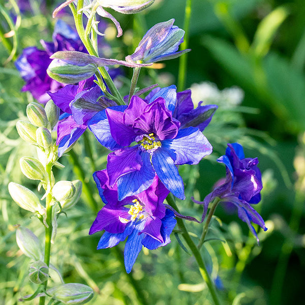 blue chrysanthemum marigold flower seeds Larkspur 'Fancy Blue Purple' seeds
