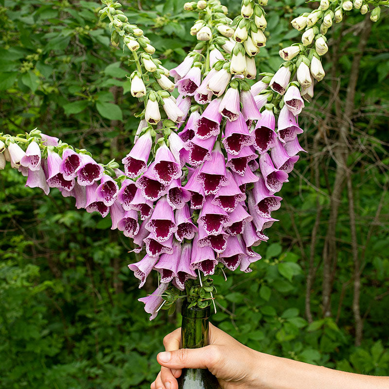 Foxglove 'Sugar Plum' Organic