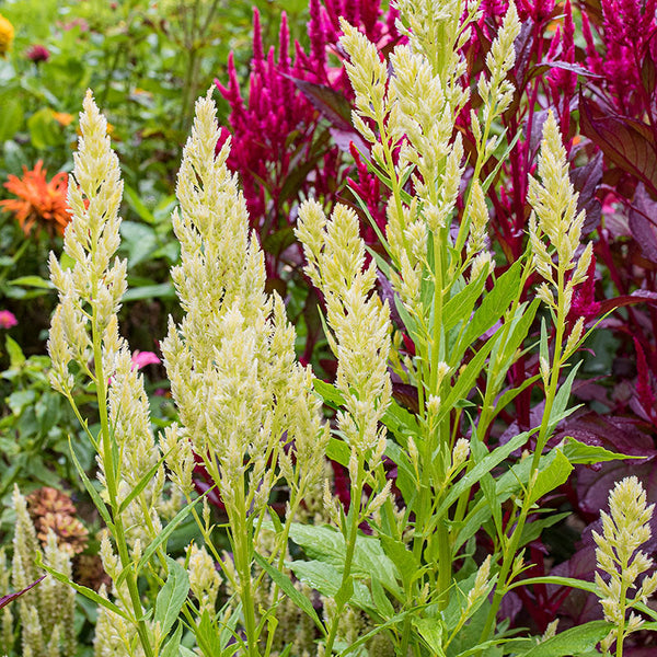 Celosia 'Sylphid'