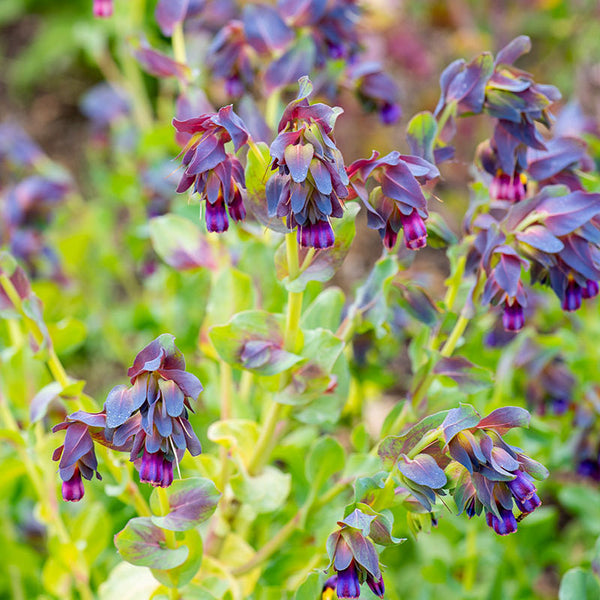 planting cerinthe seeds Honeywort 'Purpurascens' seeds