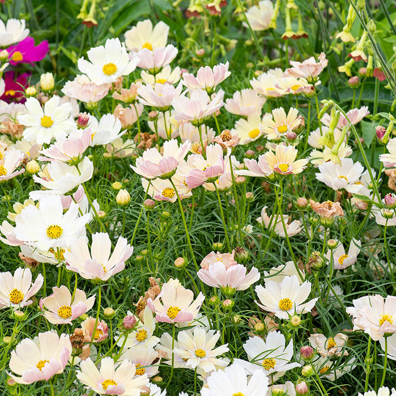 
  



Cosmos 'Apricot Lemonade'
